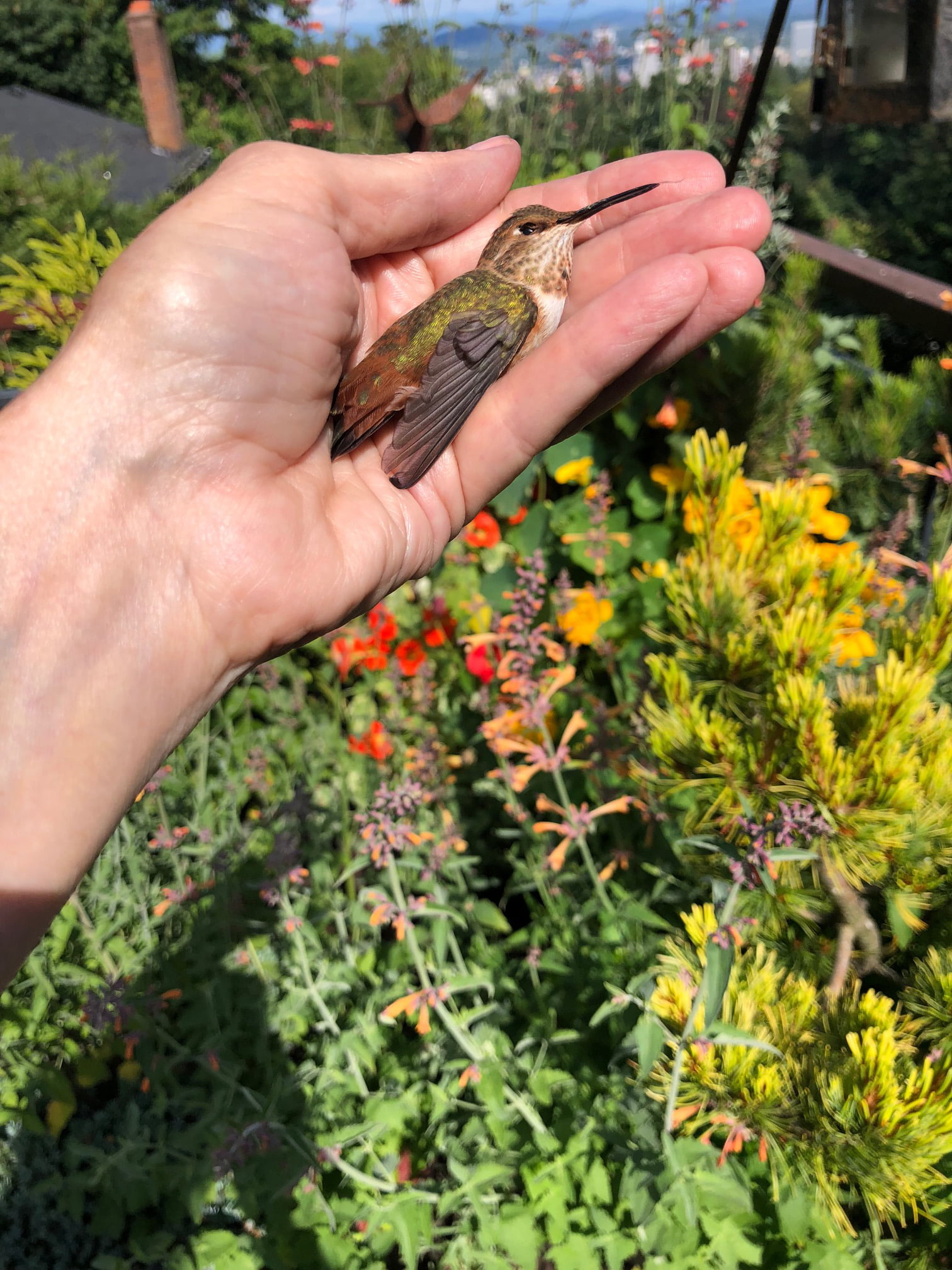 Kathi McCoy gently holding a hummingbird